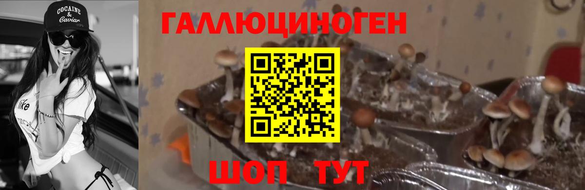 Псилоцибиновые грибы мицелий  Вход с VPN  Курчалой 